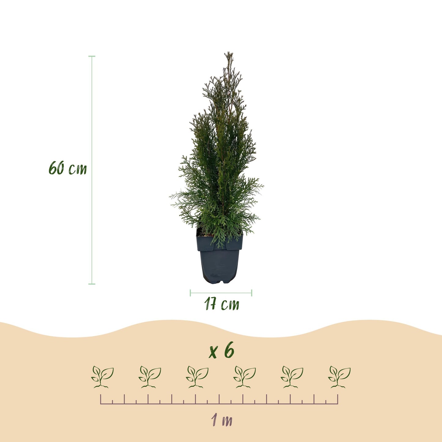 🌿 Thuja occidentalis ‘Smaragd’ | Haagplant (6 Stuks)