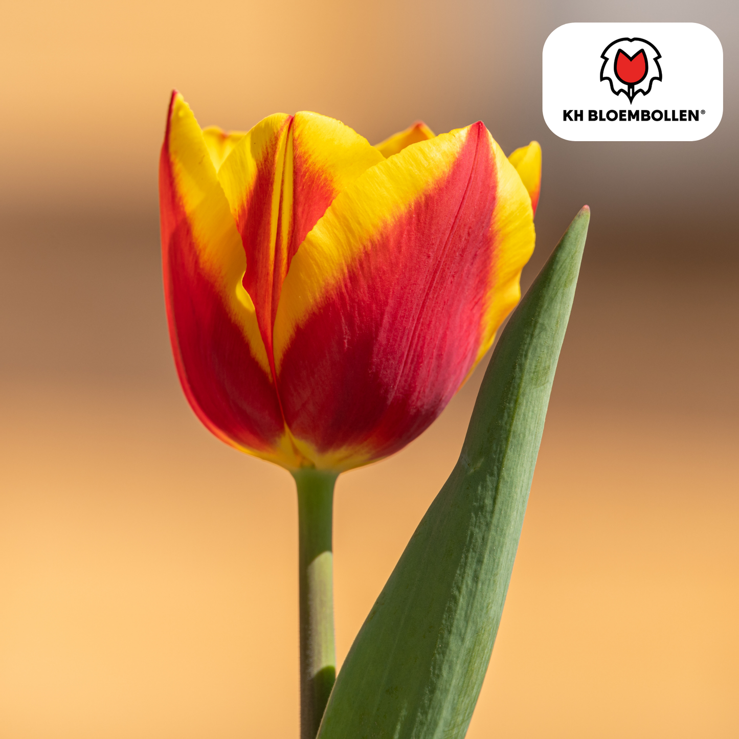🌷 Tulpenbollen ‘Dow Jones’ – Rood-Geel Gestreepte Tulp (20 Stuks)