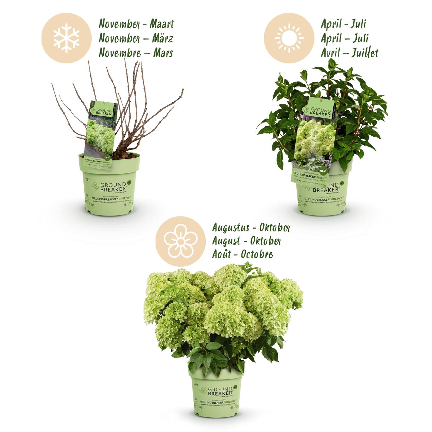 🌸 Hydrangea paniculata ‘Groundbreaker® Greeny’ | Pluimhortensia (2 Stuks)