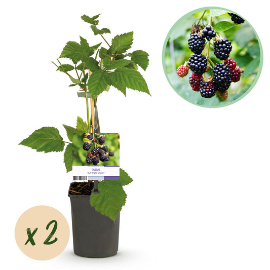 🍇 Rubus fruticosus ‘Triple Crown’ – Doornloze Braam (2 Stuks)