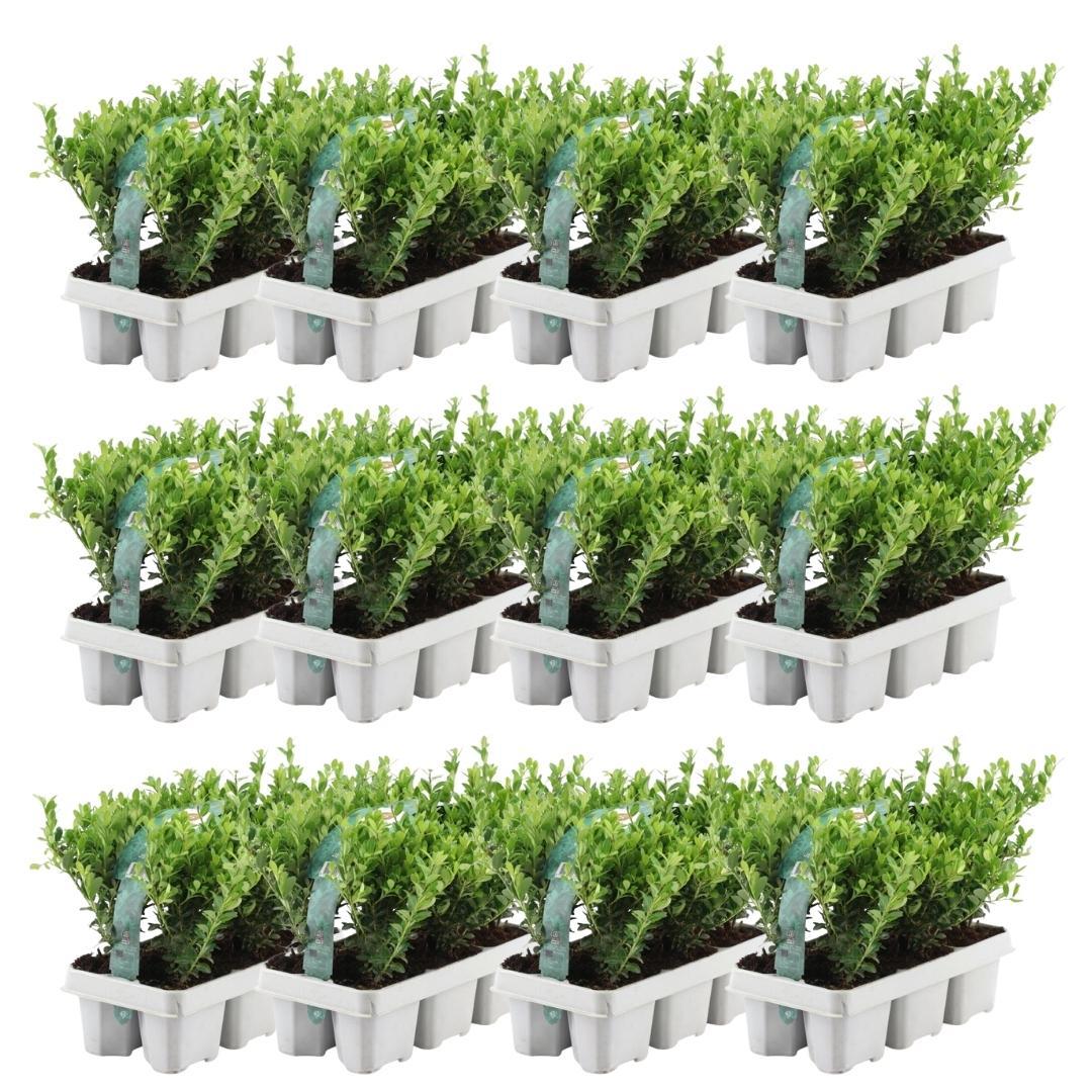 🌿 Ilex crenata ‘Jenny’ | Buxus Vervanger (72 Stuks – 12x 6-pack)
