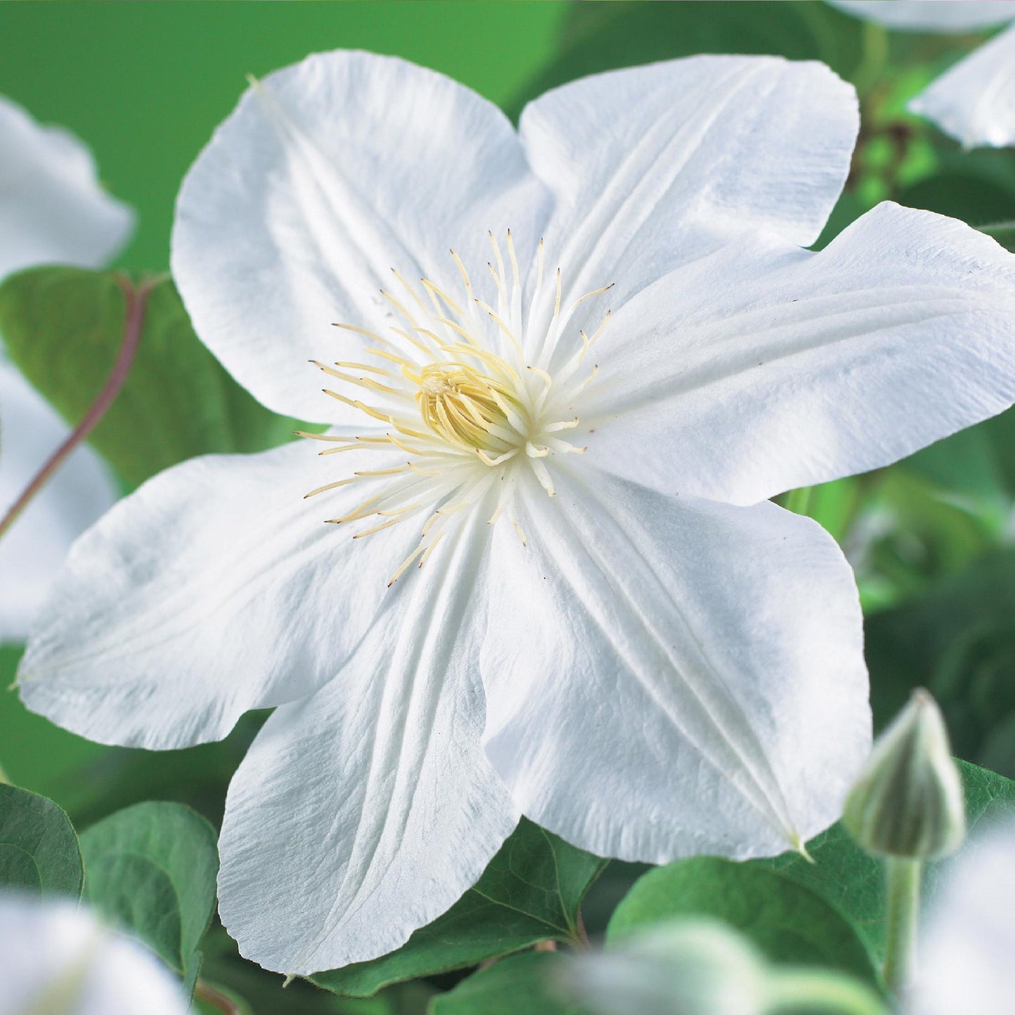 🤍 Clematis ‘Madame Le Coultre’ – Klimplant (2 Stuks)