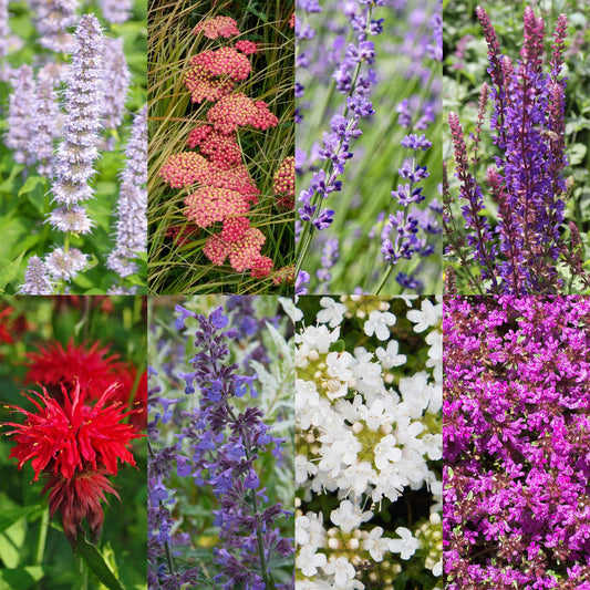 🌸 Borderpakket Geurende Vaste Planten (24 Stuks) – Geschikt voor 3 m²