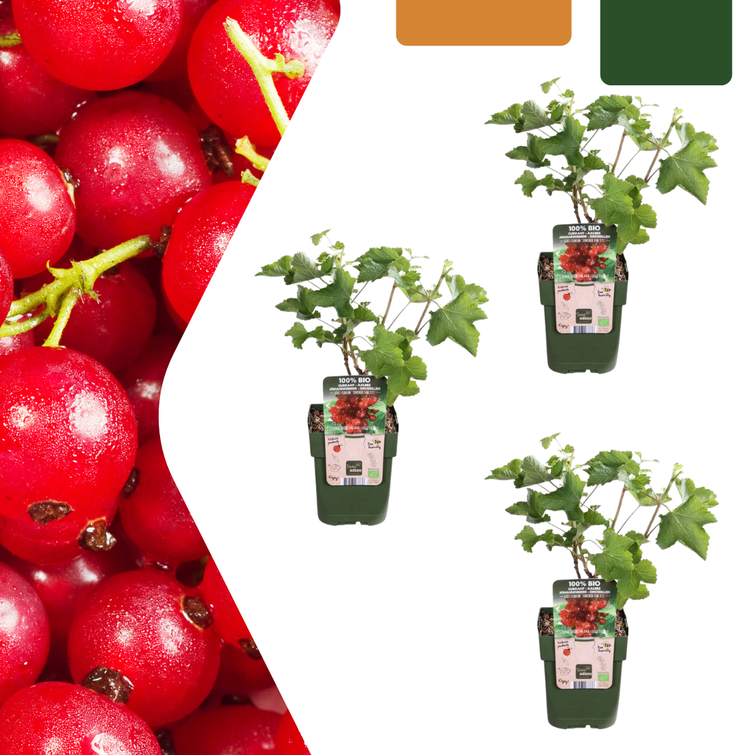🍇 BIO Kruisbessen (3 Stuks)