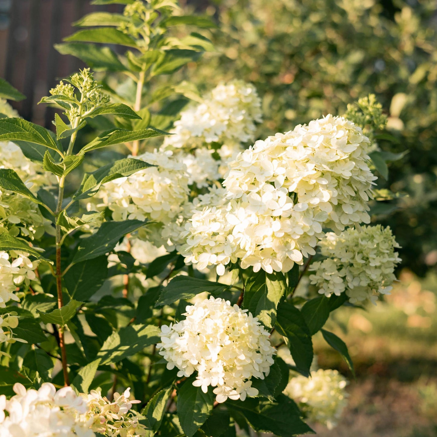 🌸 Hydrangea paniculata ‘Limelight’ – Pluimhortensia | (3 stuks)