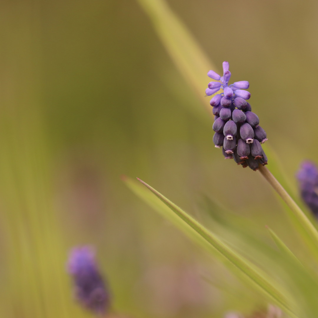🌿 Liriope muscari 'Moneymaker' – Leliegras ( 48 stuks)