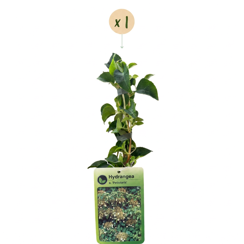 🤍 Hydrangea anomala subsp. petiolaris – Klimhortensia – Witte klimplant
