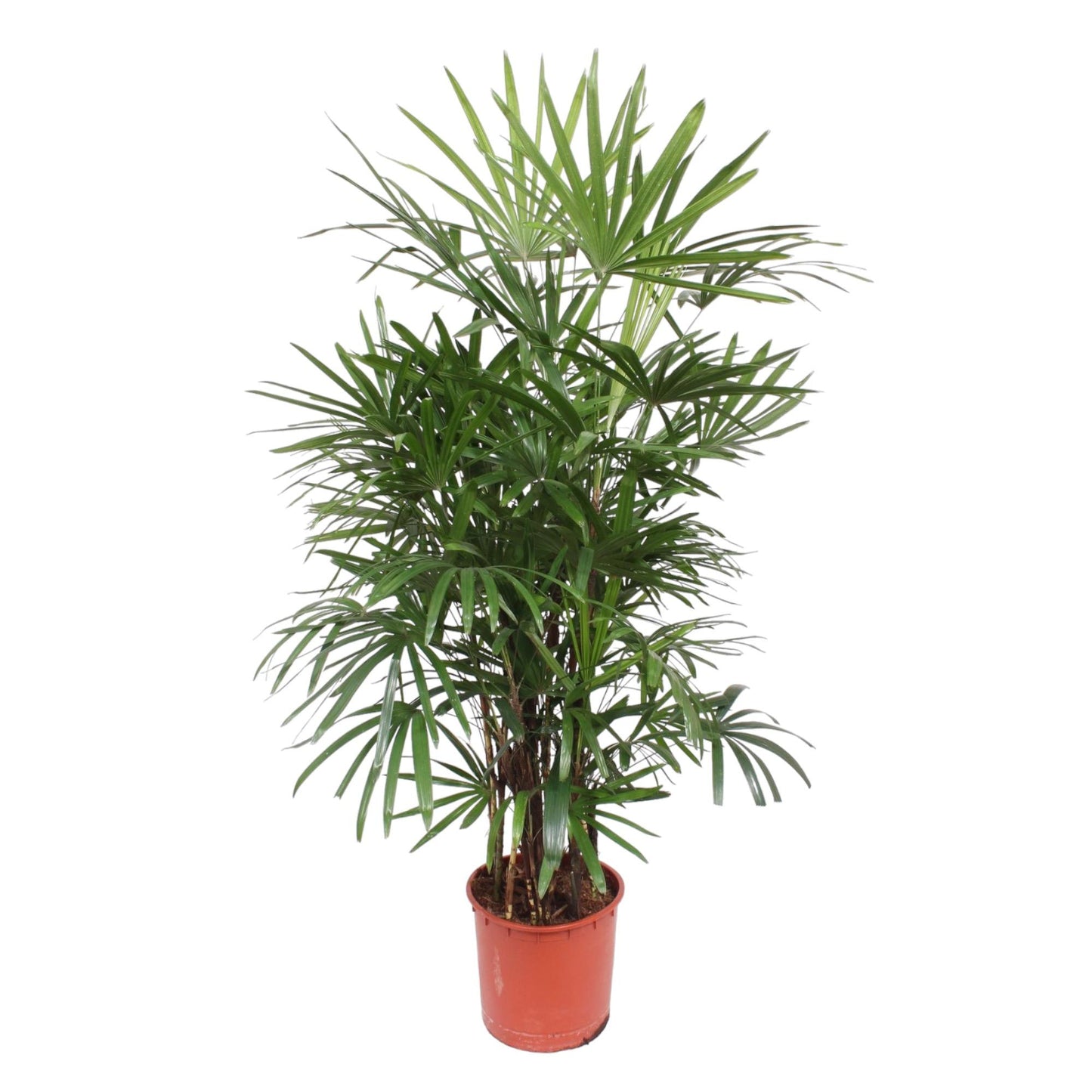 🌿 Rhapis Excelsa - Stokpalm of Ladypalm