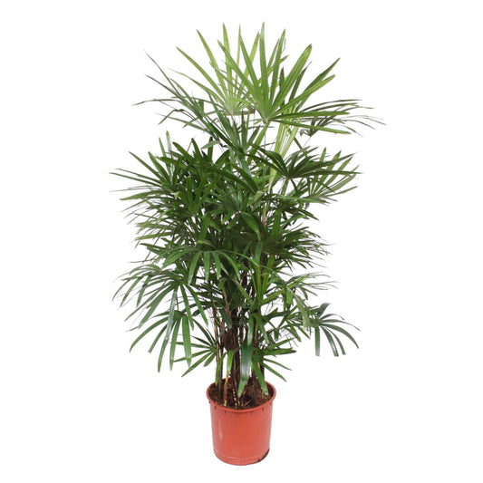 🌿 Rhapis Excelsa – 190 cm – Ø34 cm