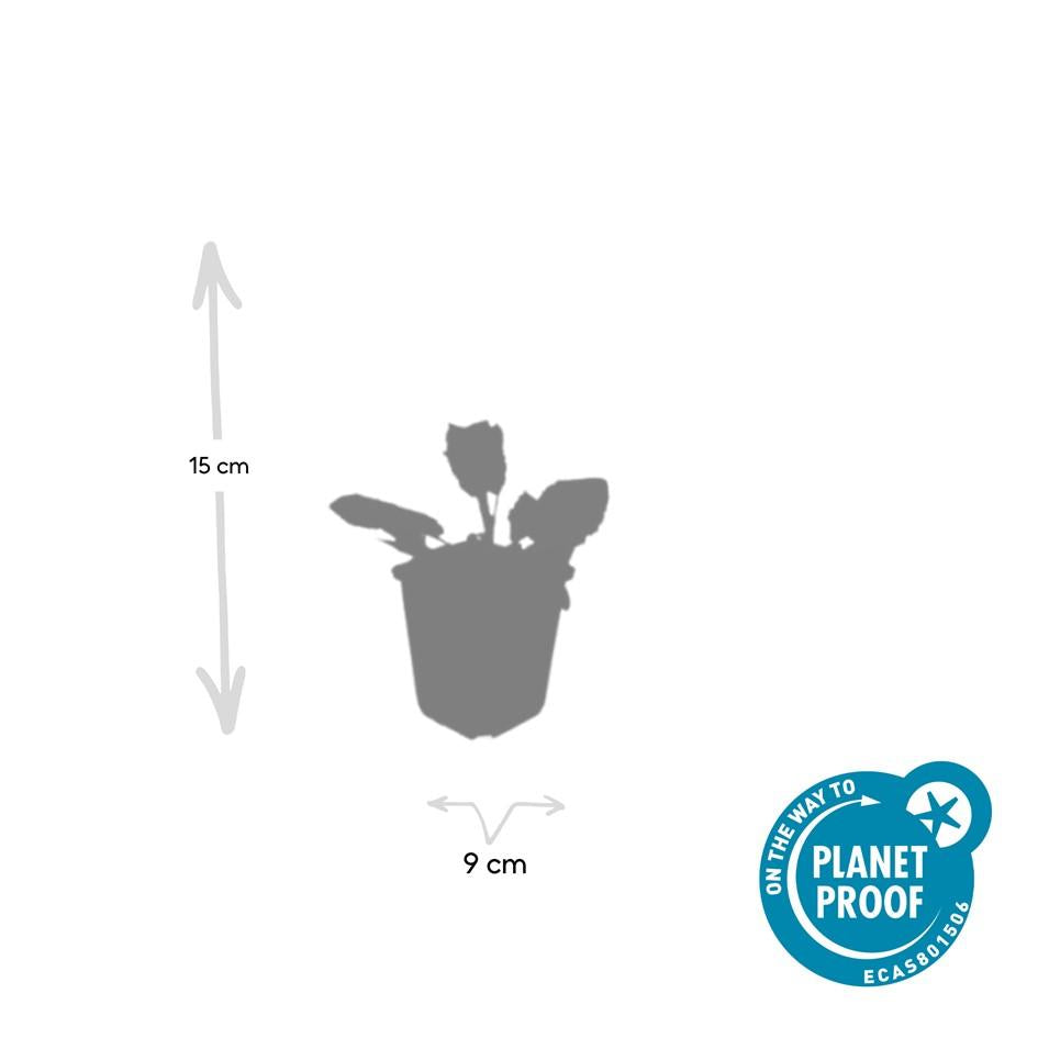 🌸 Salvia nemorosa ‘Mainacht’ – Salie (6 Stuks)