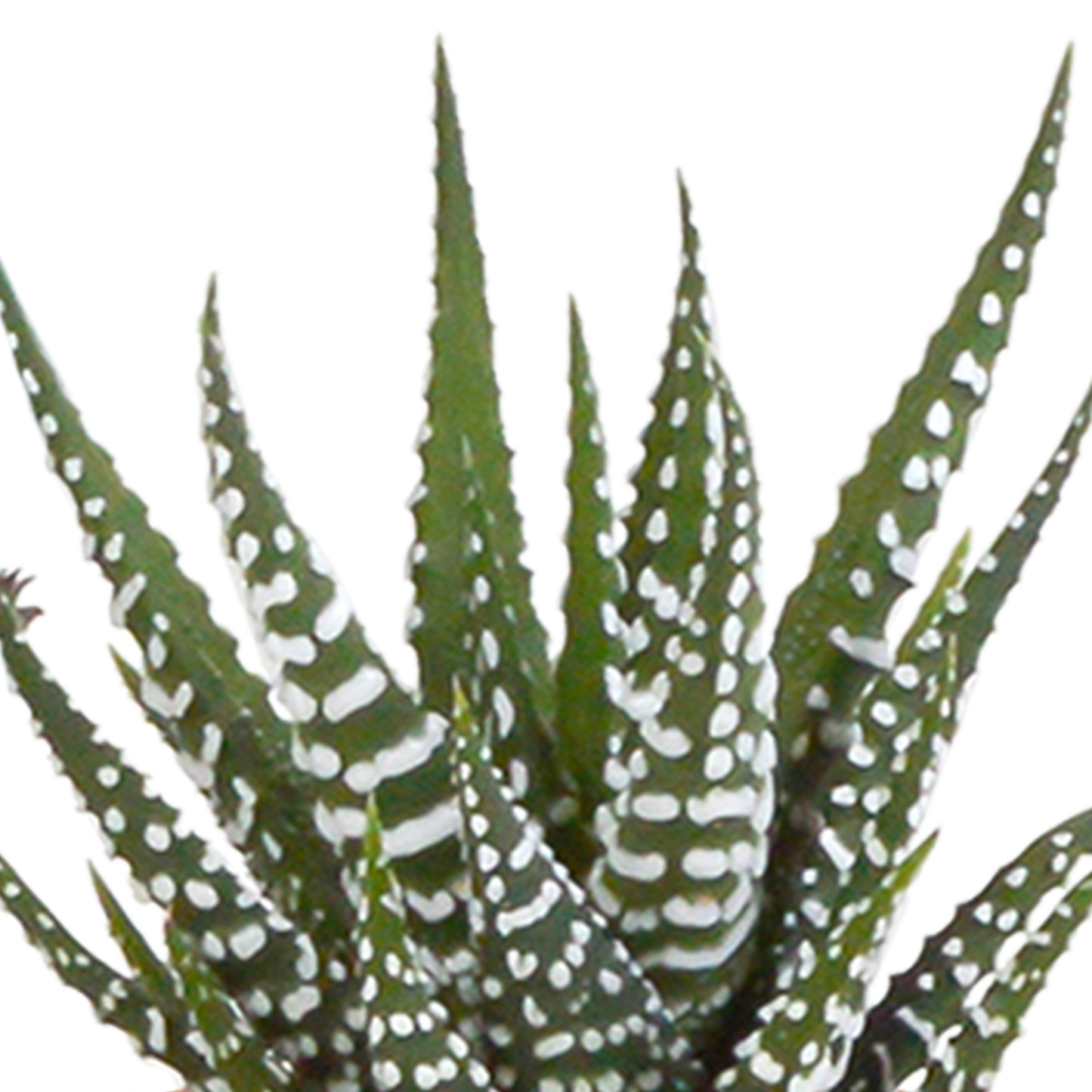 🌵 Cactus & Vetplanten Mix –  In witte pot (15 stuks)