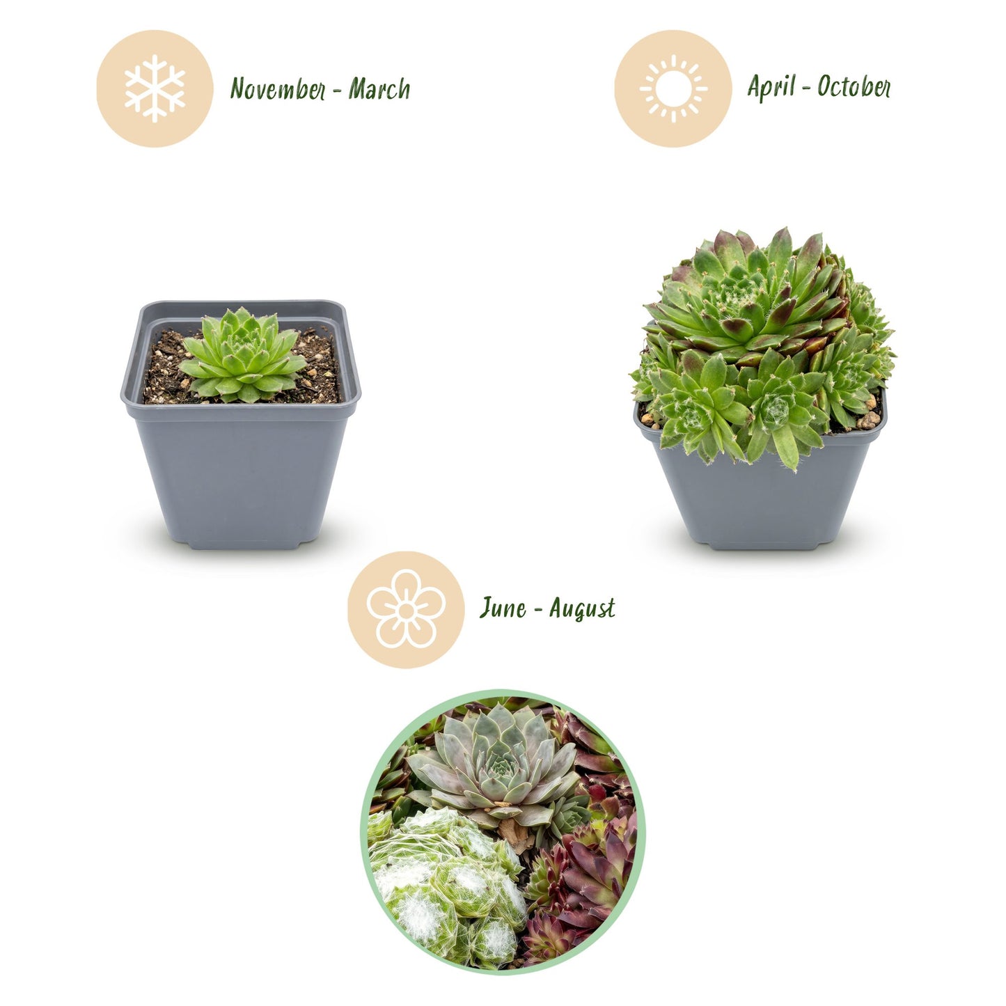 🌵 Sempervivum Big Sam – Huislook | Winterharde Vetplant | (12 stuks)
