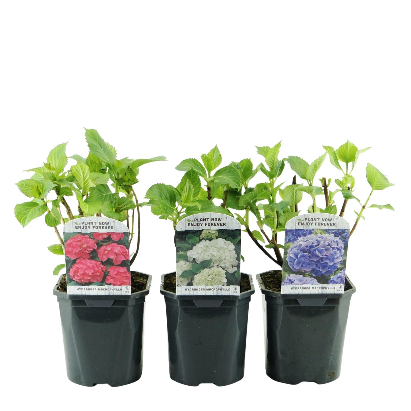 🌸 Hydrangea macrophylla ‘Tricolour’ – Hortensia (3 Stuks)