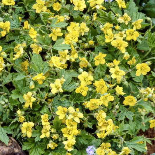 🌿 Waldsteinia ternata – Winterharde Groenblijvende Bodembedekker (6 stuks)