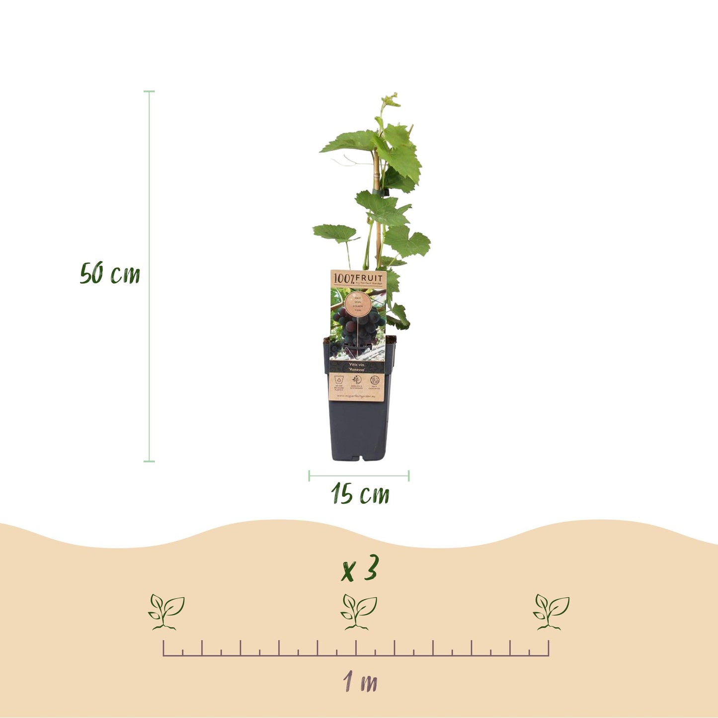 🍇 Vitis vinifera ‘Vanessa’ – Paarse Pitloze Druif (2 Stuks)