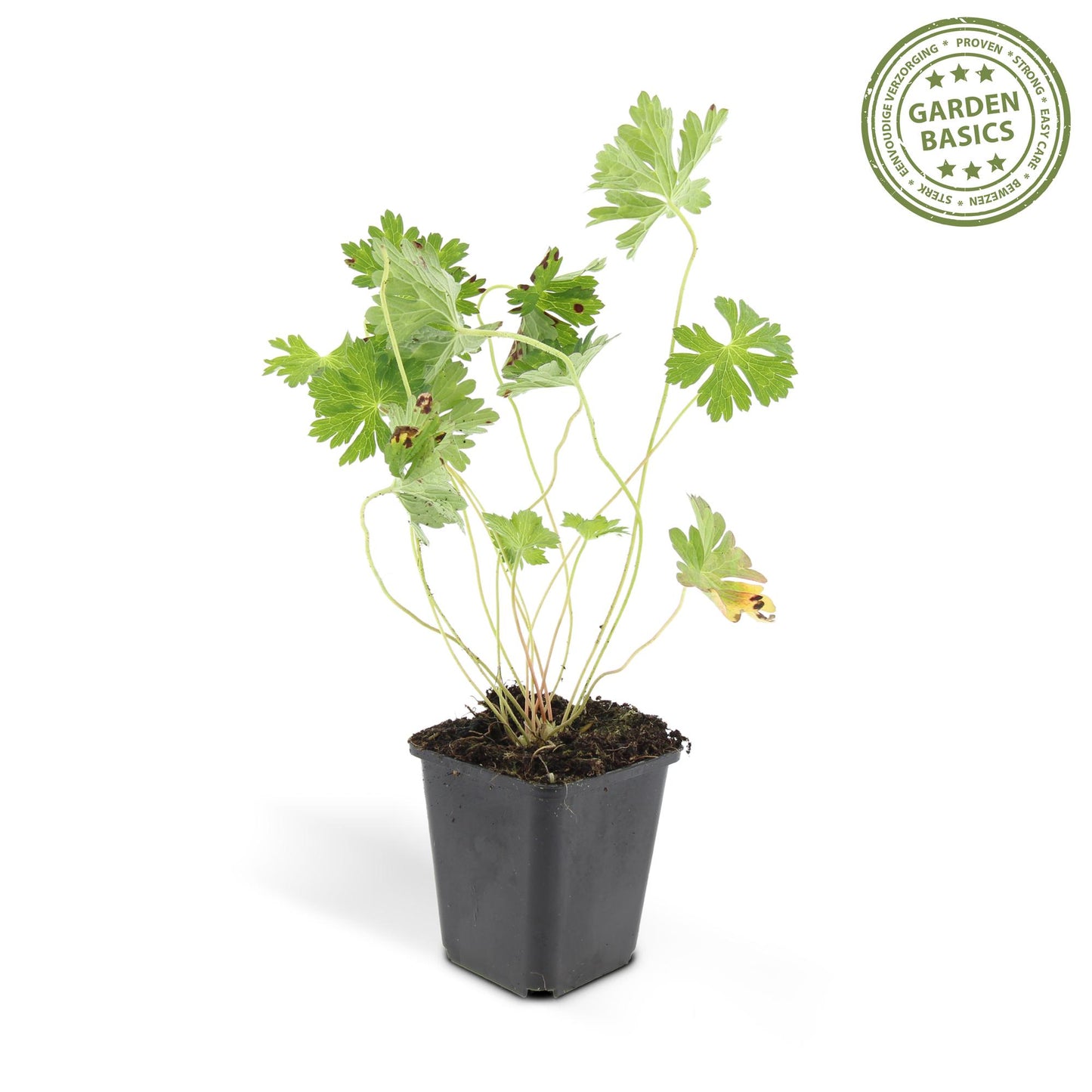 💜 Geranium ‘Rozanne’ – Winterharde Langbloeiende Vaste Plant (6 stuks)