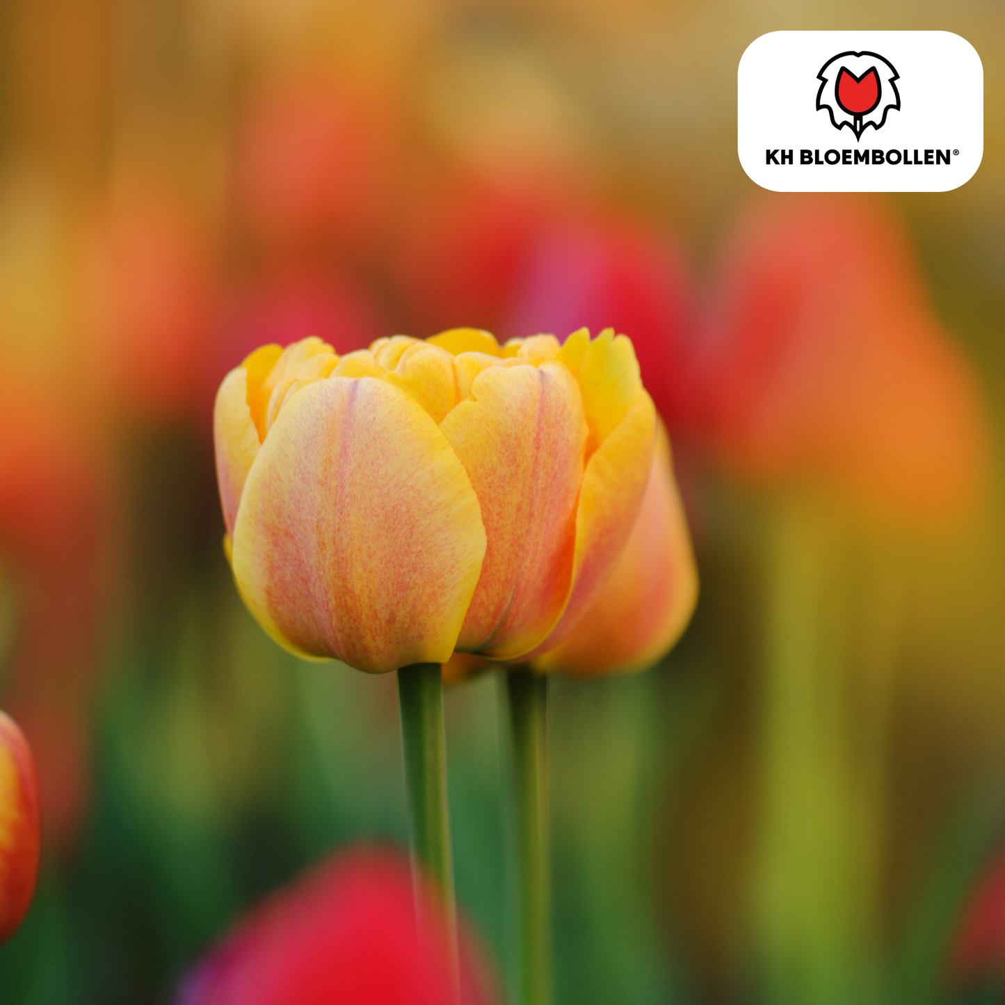 🌷 Tulpenbollen ‘Icoon’ – Oranje Dubbelbloemige Tulp (20 Stuks)