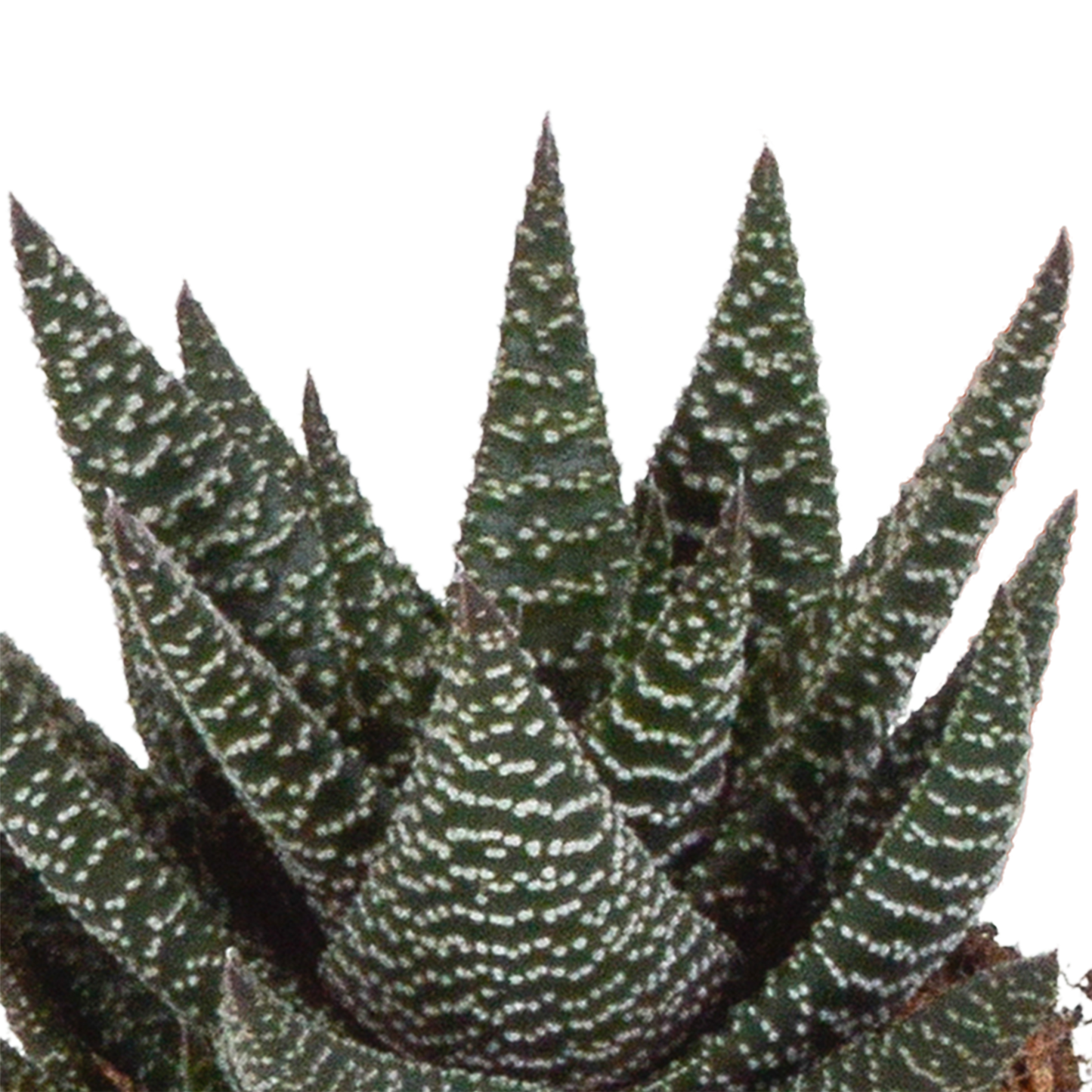 🌵 Gasteria & Haworthia Mix –  In witte pot (3 stuks)