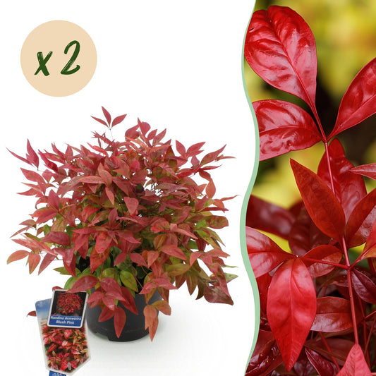 Nandina ‘Blush Pink’ – Hemelse Bamboe | (2 stuks)