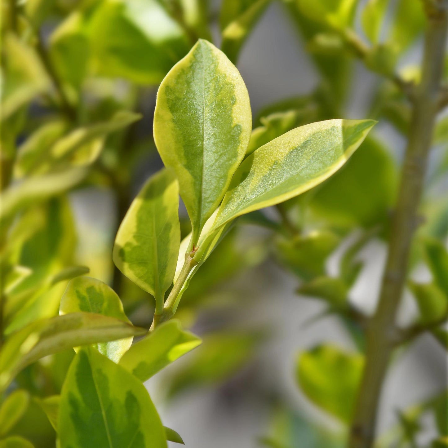 🌿 Ligustrum ovalifolium ‘Aureum’ | Bonte Ligusterhaag (8 Stuks)