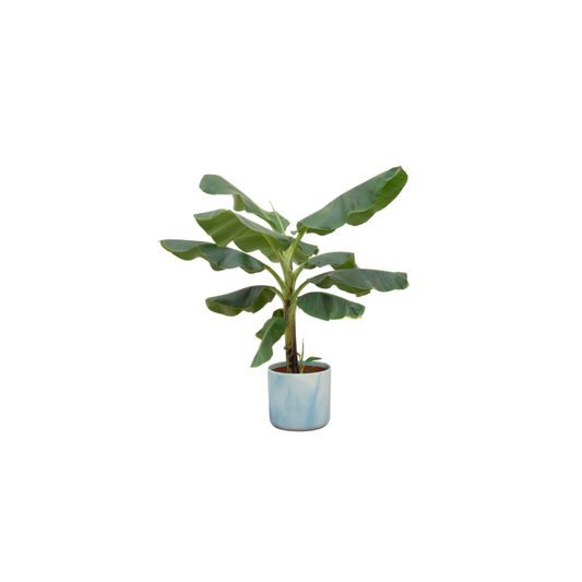 🌿 Combi Deal: Bananenplant (Musa) + Ocean Round Atlantisch Blauw Ø22 – 100 cm