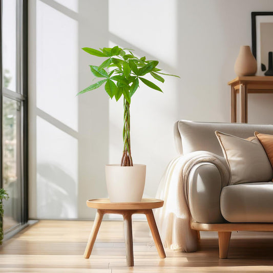 💰 Pachira Aquatica – Geluksboom met Vibers Pot Wit