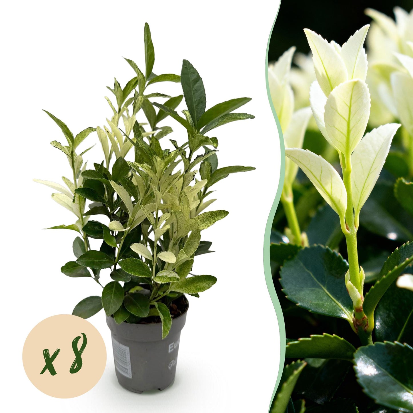 🌿 Euonymus japonica ‘Paloma Blanca’ | Bonte Haagplant (8 Stuks)