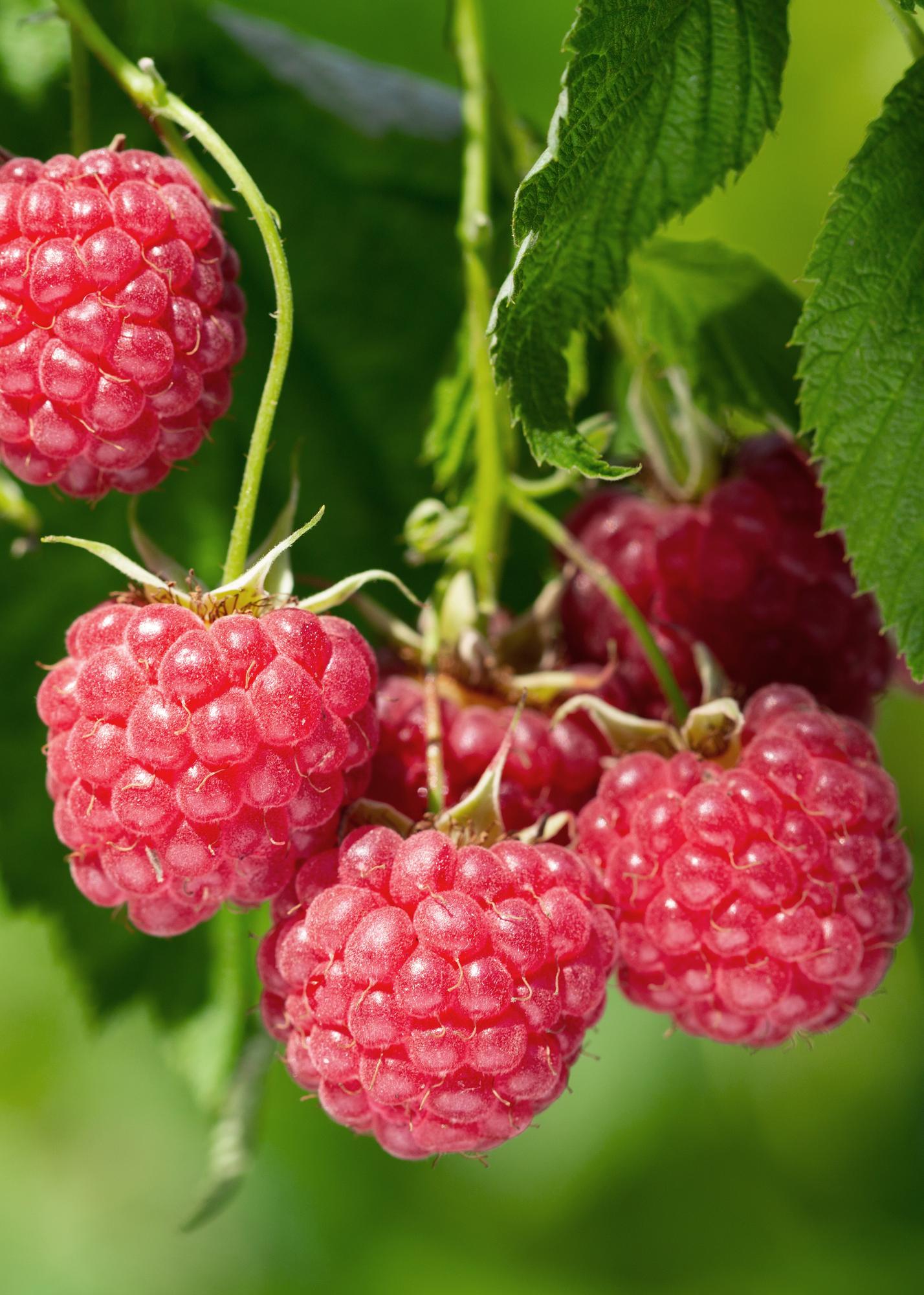 🍓 Rubus idaeus ‘Malling Promise’ – Framboos (BIO)