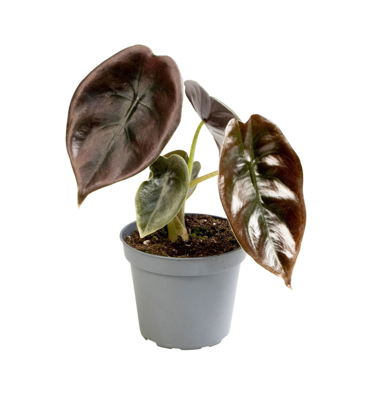 ❤️ Alocasia cuprea ‘Red’ – Spiegelplant