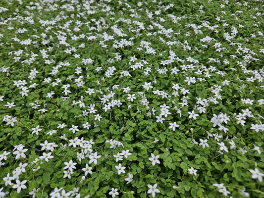 🌿 Isotoma ‘Alba’ – Winterharde Witte Bodembedekker (24 stuks)