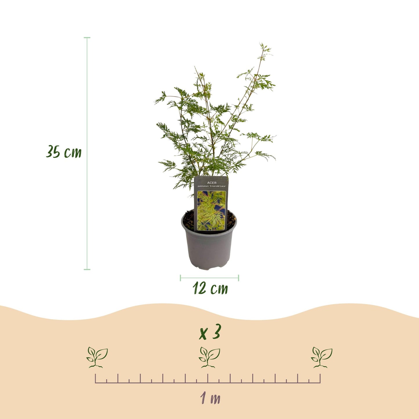 🍁 Acer palmatum ‘Emerald Lace’ – Groene Japanse Esdoorn | (3 stuks)