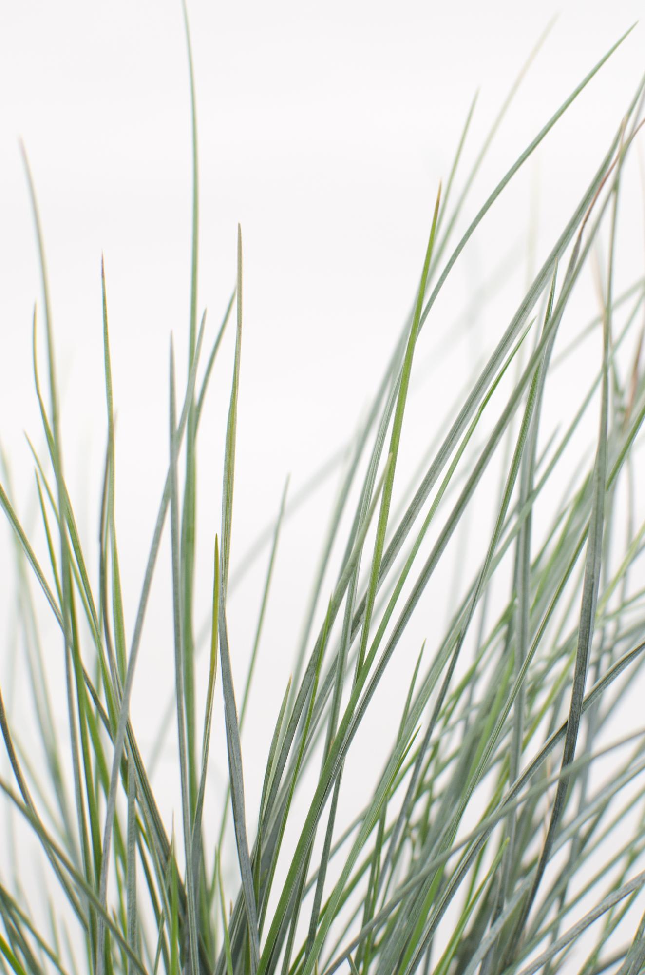 💙 Festuca glauca ‘Azura Blue’ – Blauw Siergras