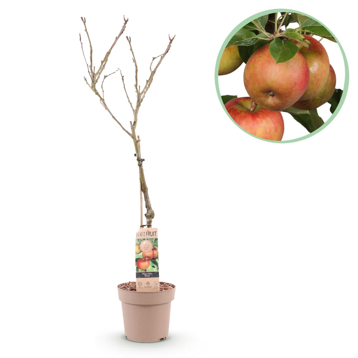 🍏 Malus domestica ‘Elstar’ – Appelboom