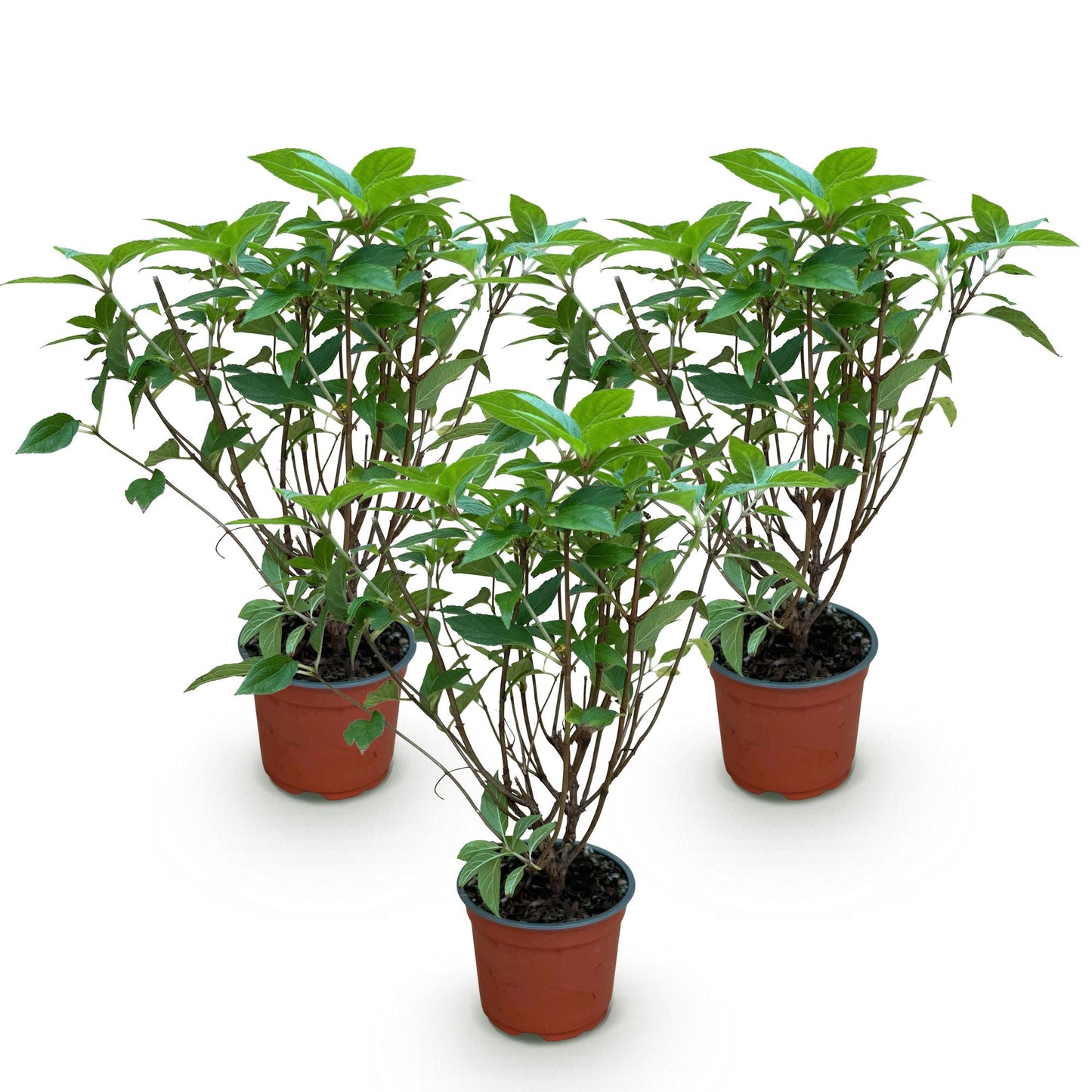 Hydrangea panniculata ‘Limelight’ – Pluimhortensia | (3 stuks)
