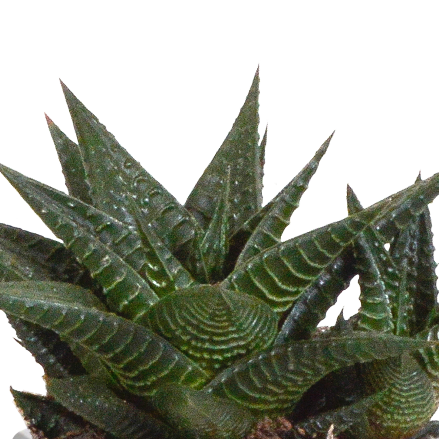 🌵 Gasteria & Haworthia Mix – Terracotta pot (3 stuks)