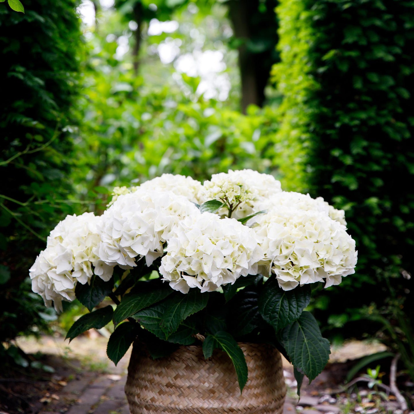 🤍 Hydrangea Forever & Ever Wit – Hortensia | (2 stuks)