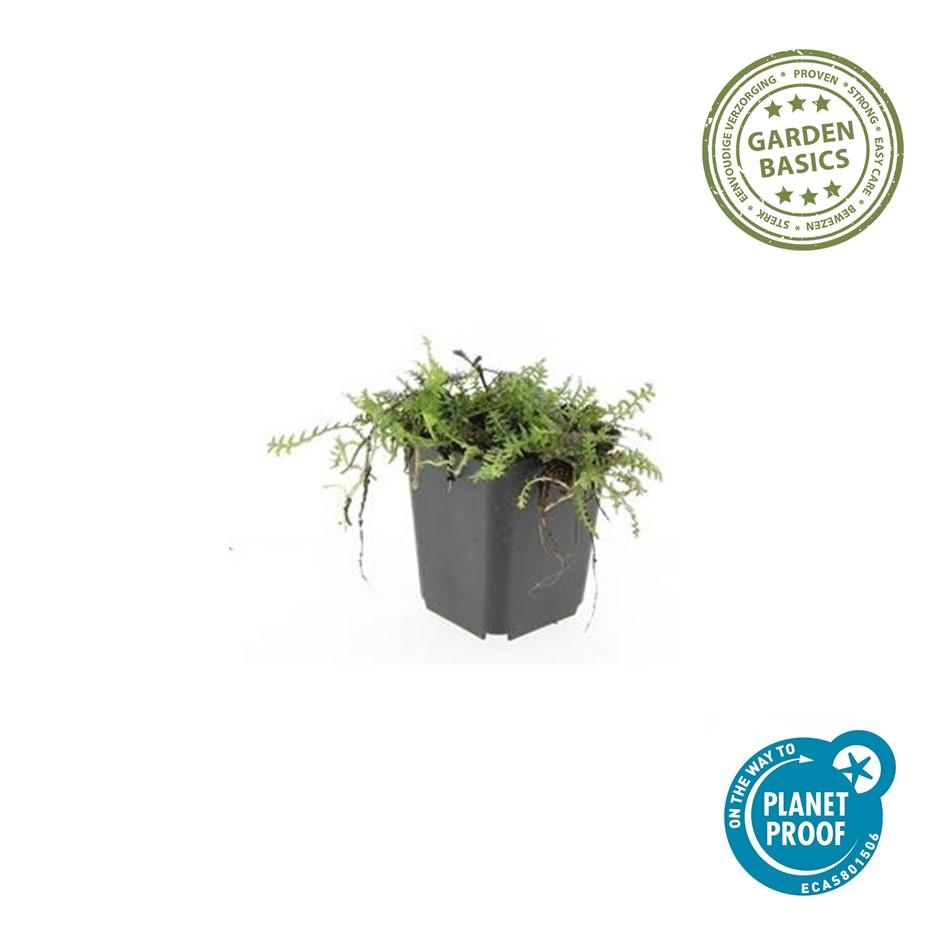 🌿 Leptinella squalida – Winterharde Lage Bodembedekker (24 stuks)
