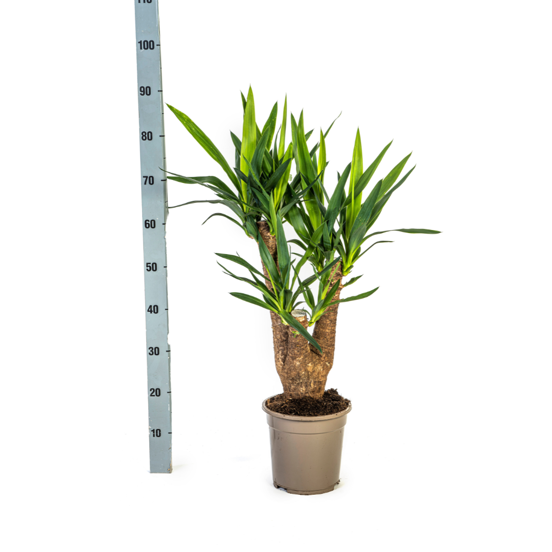 🌿 Yucca Elephantipes