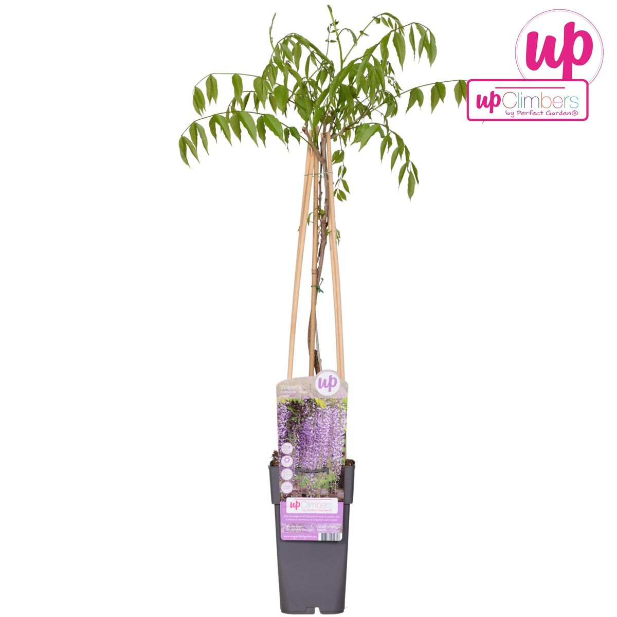 💜 Wisteria floribunda ‘Naga Noda’ – Paarse Blauwe Regen