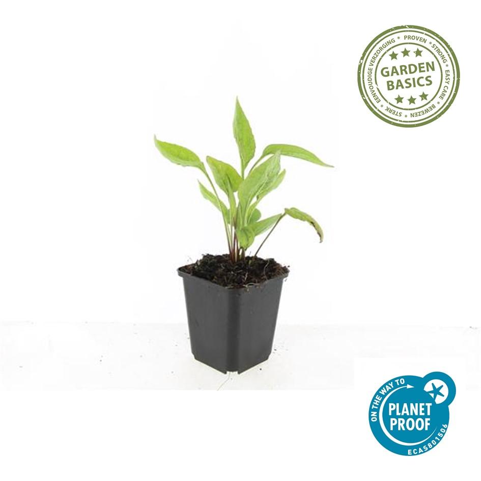 🌸 Echinacea purpurea ‘White Swan’ – Zonnehoed (6 Stuks)