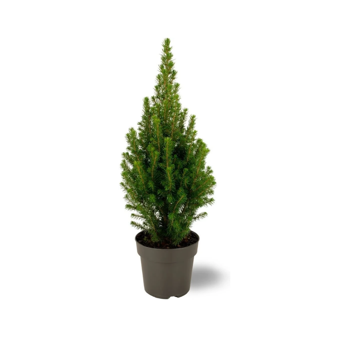 🌲 Picea glauca ‘Perfecta’ – Compacte Sierden, Heldergroen & Winterhard