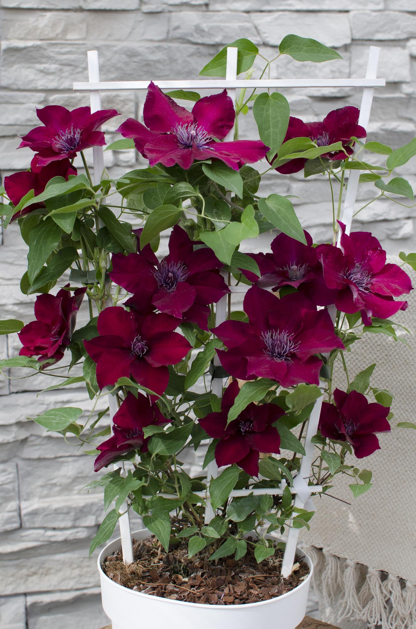 ❤️ Clematis ‘Nubia’ – Clematis Evison Rood