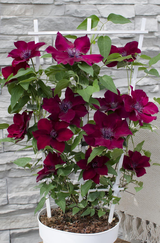 ❤️ Clematis ‘Nubia’ – Clematis Evison Rood