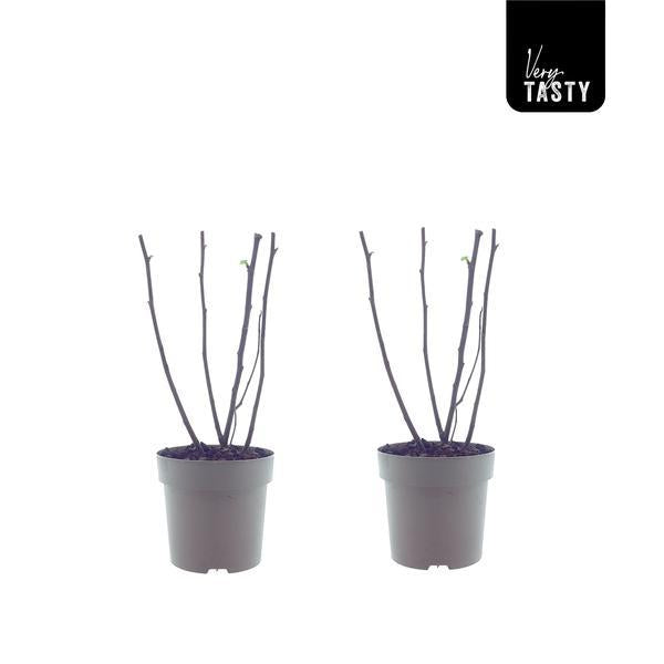 🌿 Ficus Bornholm – 2 Stuks