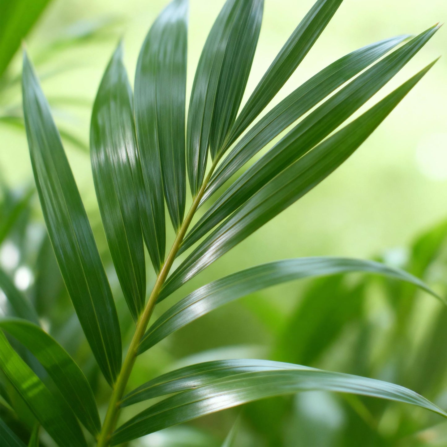 🌴 Howea forsteriana – Kentia Palm voor een Elegant Interieur
