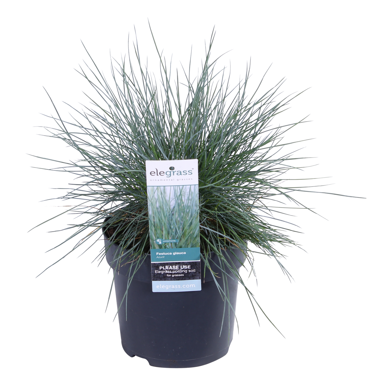💙 Festuca glauca ‘Azura Blue’ – Blauw Siergras
