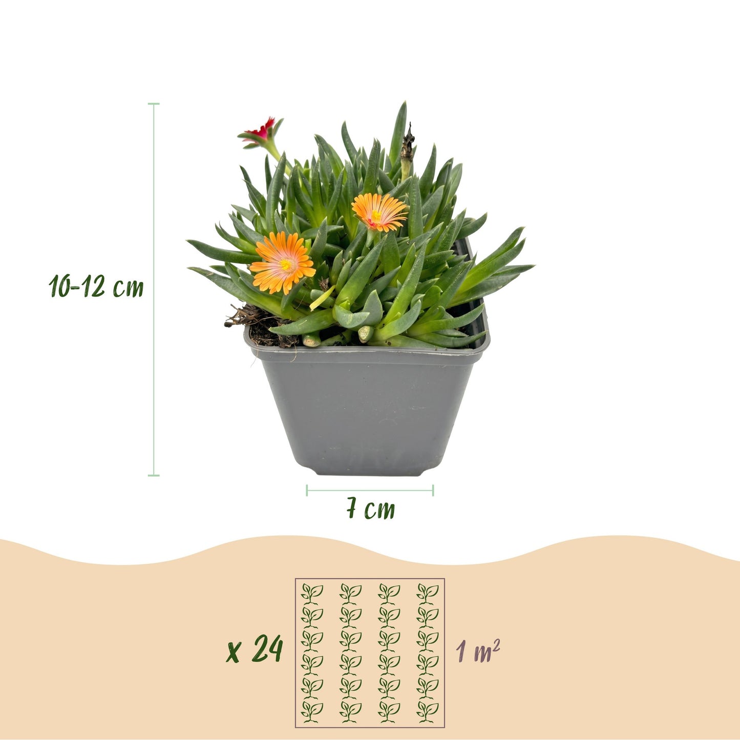 🌸 Delosperma Mix – Winterharde IJsbloemenmix | (12 stuks)