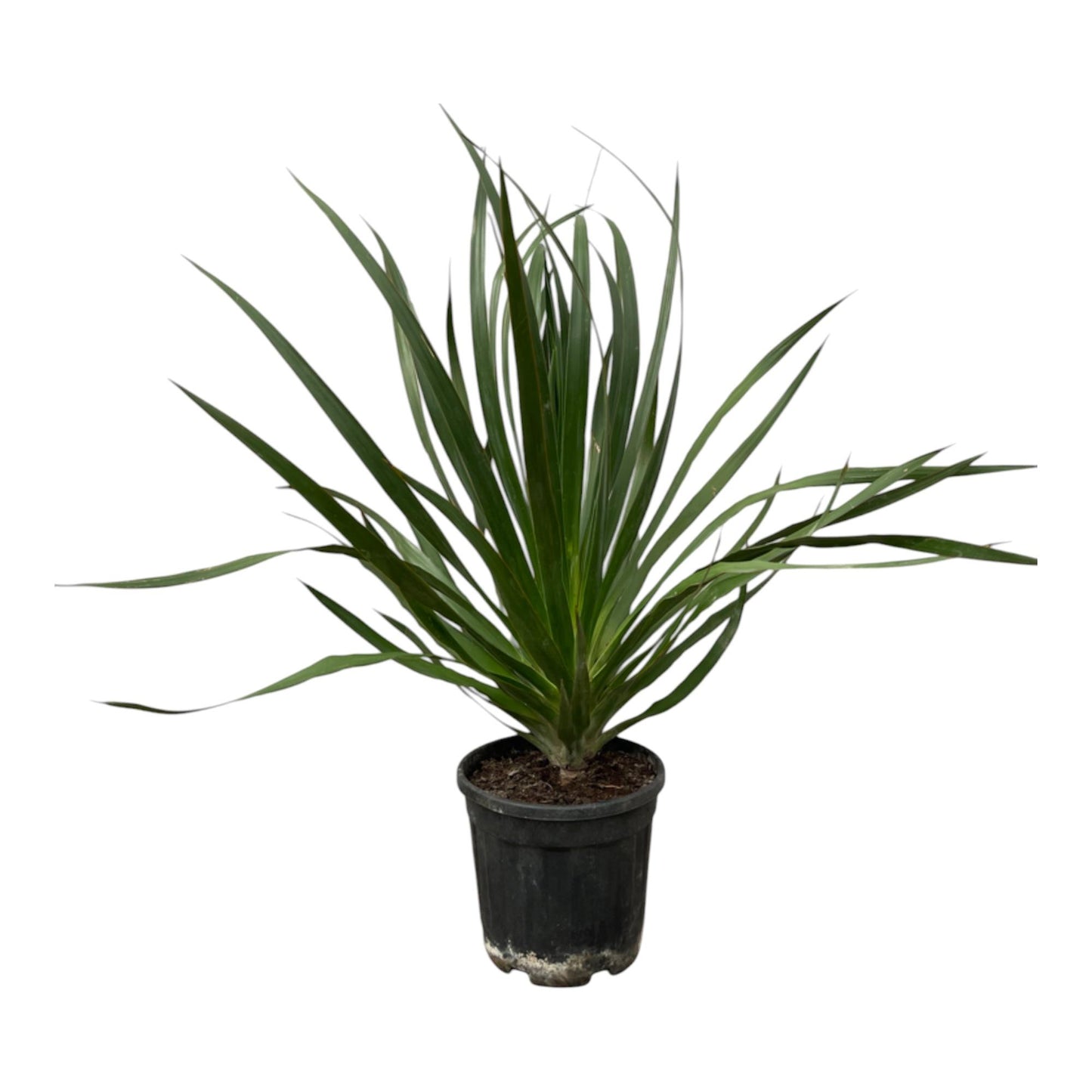 Dracaena draco – Drakenbloedboom