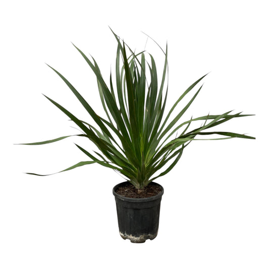 Dracaena draco – Drakenbloedboom