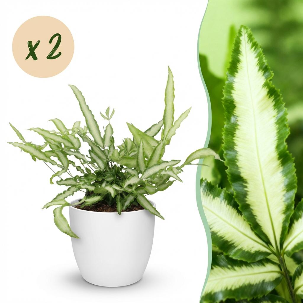 🌿 Pteris Albolineata | Diervriendelijke Lintvaren met Witte Pot (2 stuks)
